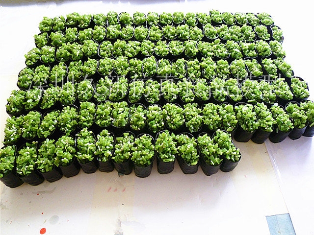 <b>食品模型 海草軍艦食品模型</b>